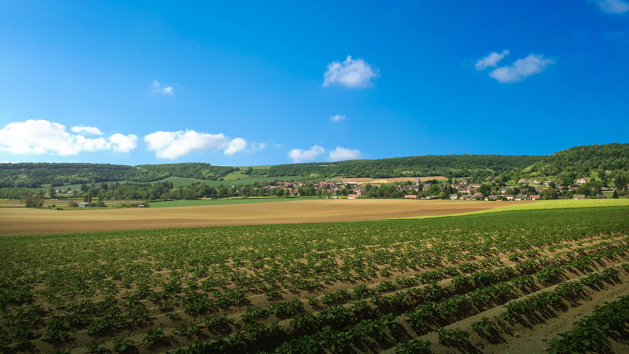 Champs de pommes de terre L'Armance.
