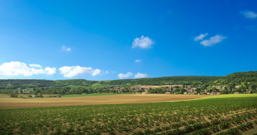 Champs de pommes de terre L'Armance.