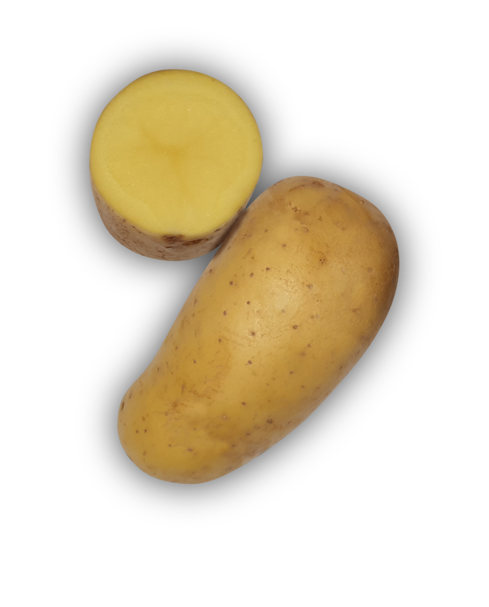 Pomme de terre Agata - L'Armance