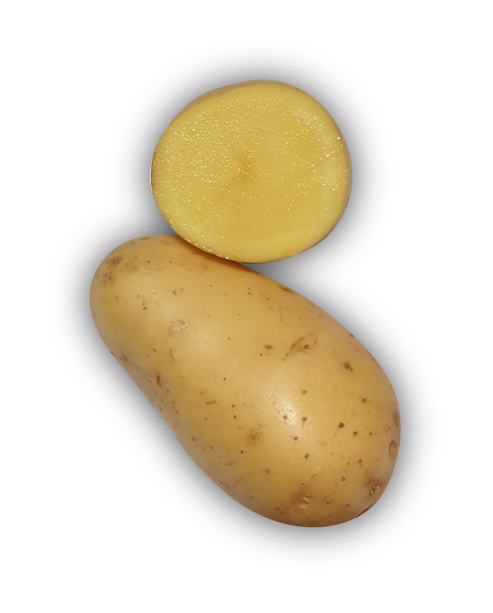 Pomme de terre Charlotte - L'Armance