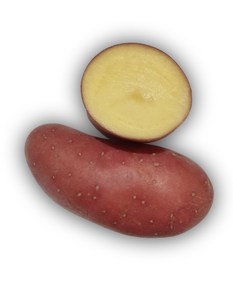 Pomme de terre Chérie - L'Armance