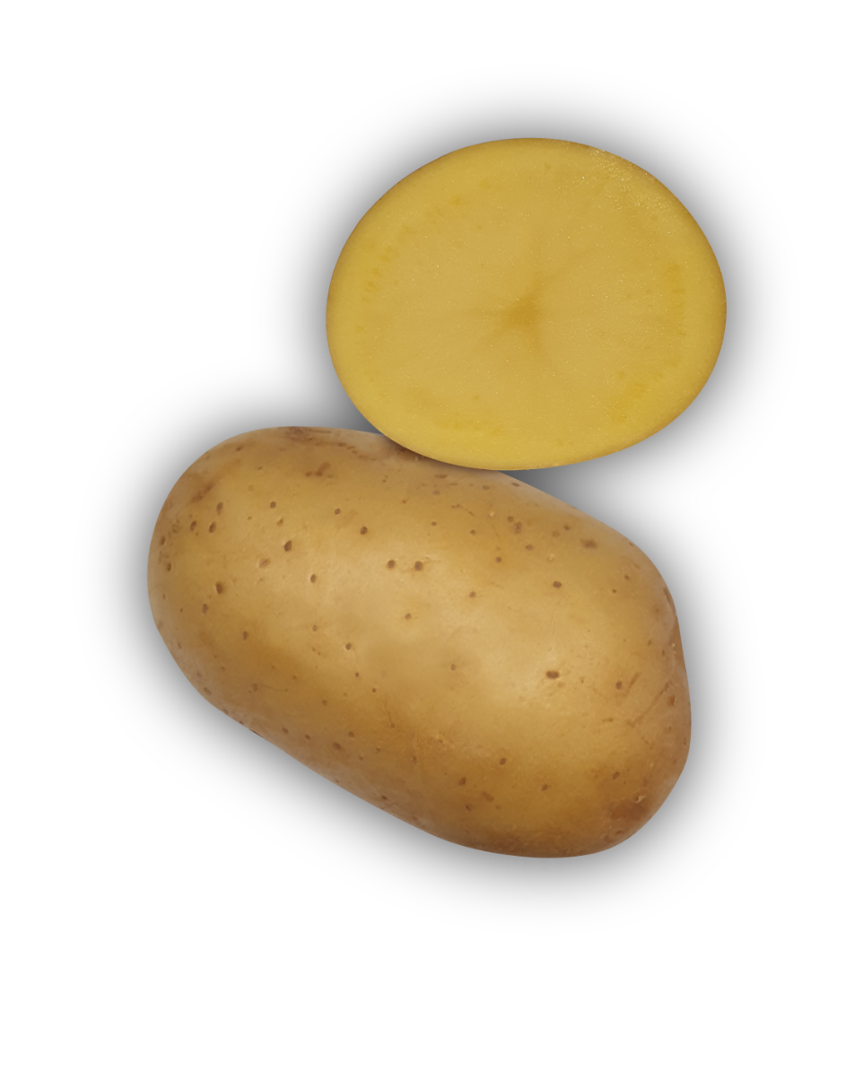Pomme de terre Excellency - L'Armance