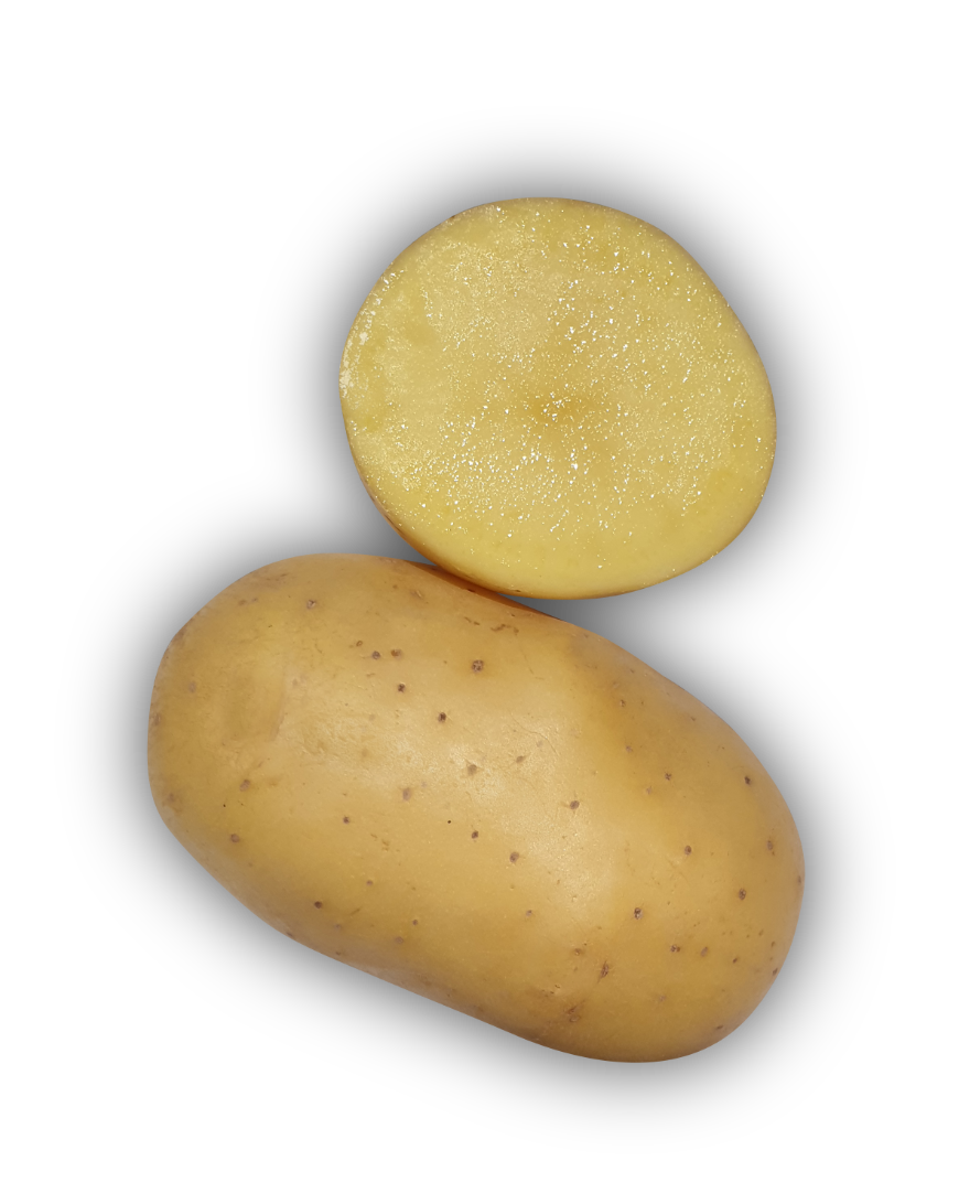 Pomme de terre Agata - L'Armance