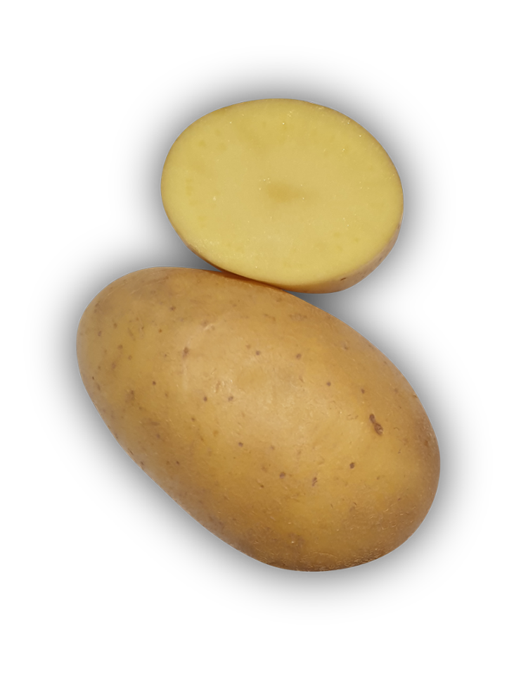 Pomme de terre Queen Anne - L'Armance